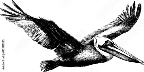 Vintage style pelican sketch for retro design and print projects