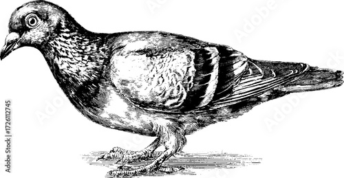 Vintage-style pigeon illustration for retro design and decor