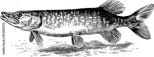 Vintage pike fish illustration - hand drawn engraved style for nature and aquatic themes