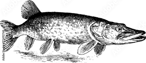 Vintage illustration of pike fish - retro engraving design for prints and posters