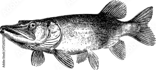 Vintage pike fish sketch for retro design and decor