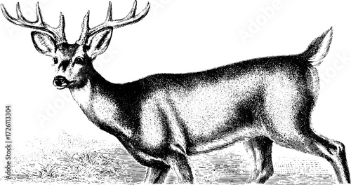 Vintage roe deer engraving illustration for retro design and nature art projects