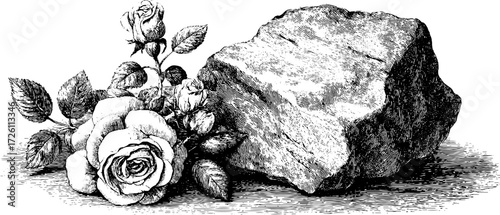 Resilient rose emerging from stone in vintage etched style for nature and strength themes