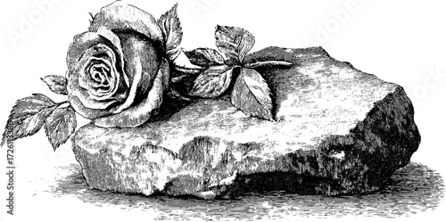 Rose emerging from stone vintage engraving for artistic design