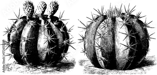 Vintage hand drawn illustration of round cactus silhouette for botanical design
