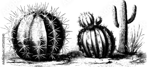 Vintage cactus sketch - round cactus silhouette design for botanical art