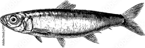 Vintage hand drawn illustration of sardine fish - retro engraved design for nautical decor