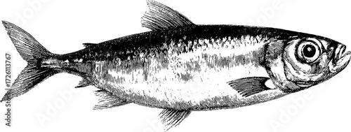 Vintage hand drawn sardine fish illustration in engraving style for retro designs