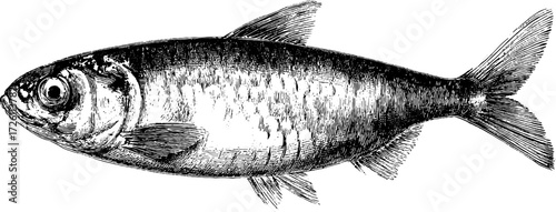 Vintage sardine fish illustration in hand-drawn engraving style