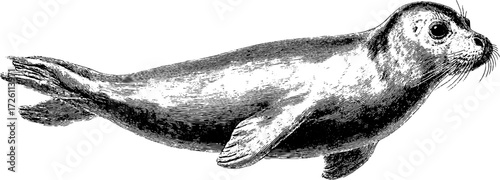 Vintage hand drawn seal illustration in engraving style for retro design