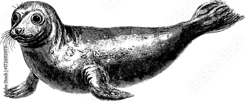 Vintage hand drawn engraving of a seal for retro marine design