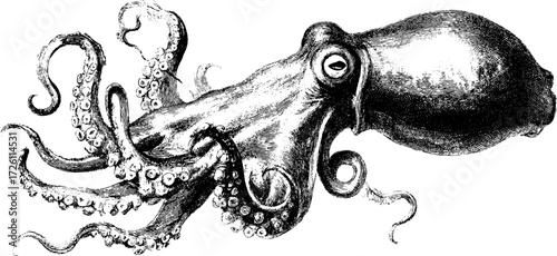 Vintage squid sketch - retro hand drawn engraving for design and decoration