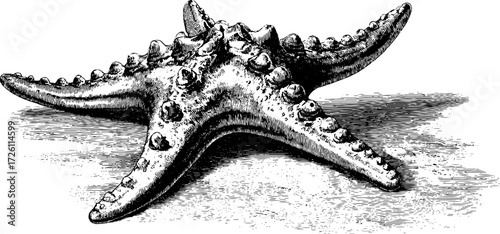 Vintage hand drawn starfish illustration in engraved style for nautical design