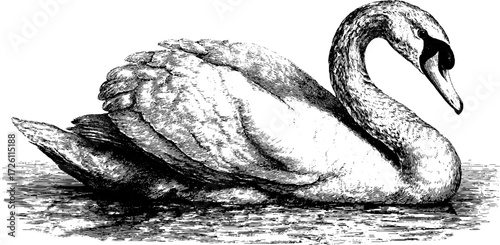 Vintage engraving of swan in elegant pose - ideal for retro design projects