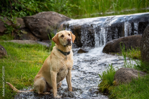 Yellow Labrador Retriever cooling off in a stream, Durango, Colorado, US