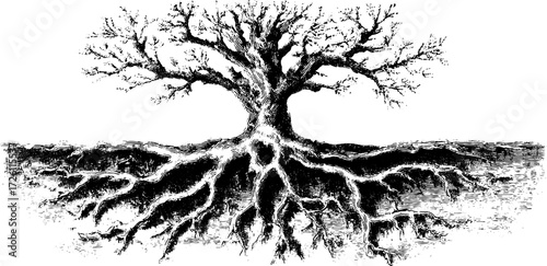 Intricate tree roots forming spiderweb design for nature-inspired art