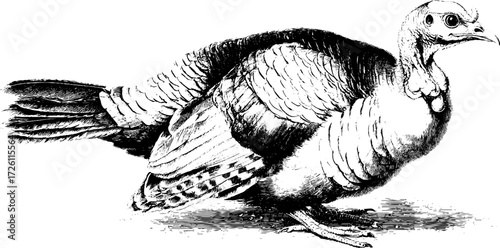 Vintage turkey bird sketch in retro engraving style for design and decor