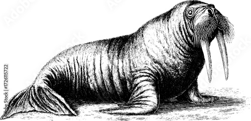 Vintage hand drawn illustration of walrus in engraving style for retro design
