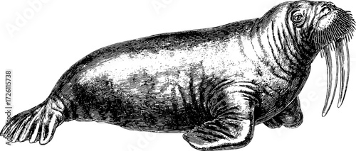 Vintage hand drawn walrus illustration - retro marine life sketch for print design