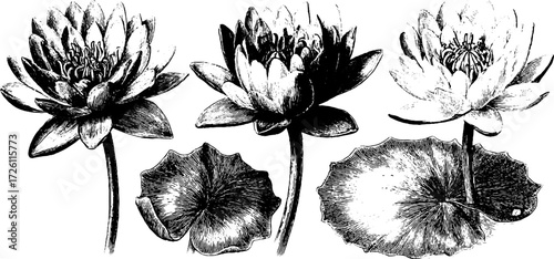 Vintage water lily sketch with engraved detail for retro design