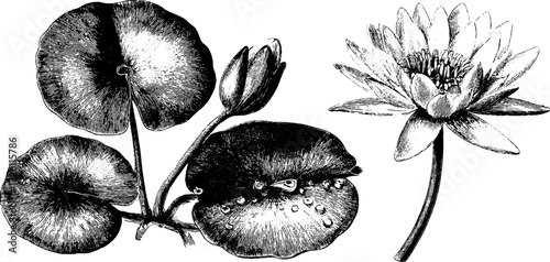 Vintage water lily botanical sketch for retro design and decoration
