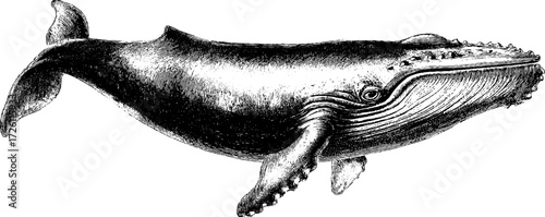 Vintage hand-drawn whale silhouette sketch for retro nautical design