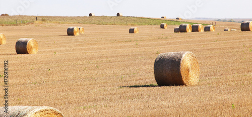 hay bales in the field