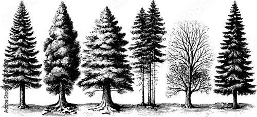 Vintage hand drawn engraving of frost patterns and trees for design