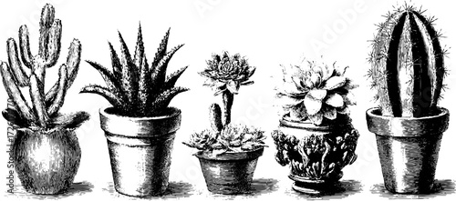Vintage succulent illustration set in a hand drawn style for design and decor