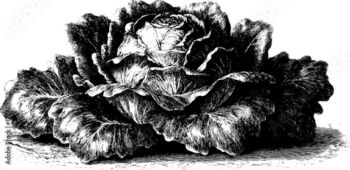 Vintage etched illustration of leafy greens lettuce head for design and decoration