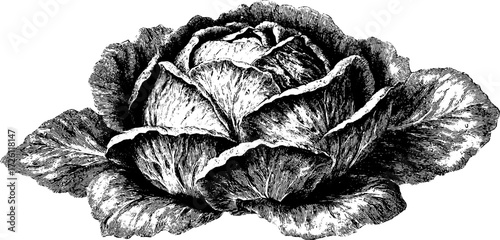Vintage hand drawn etched lettuce head illustration for retro design
