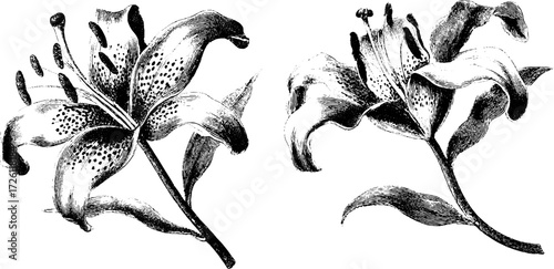 Vintage engraving of lilies and irises with tiger lily details for retro art design