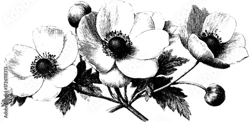 Vintage meadow wildflowers in engraving style - buttercup blossoms design for retro decor