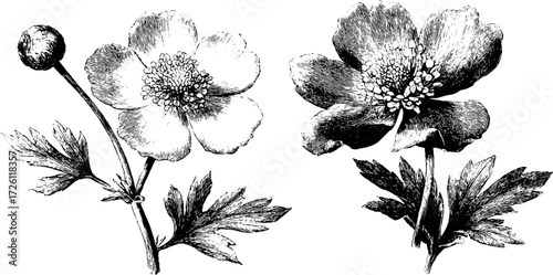 Engraved meadow wildflowers with buttercups in vintage style for nature art and decoration