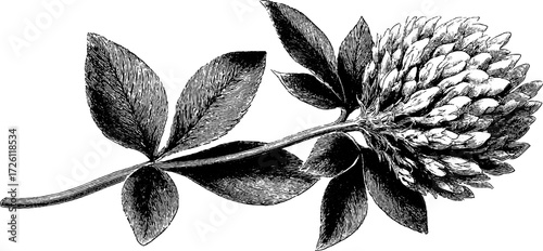 Vintage etching of red clover wildflowers in meadow scene for botanical design