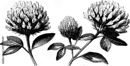 Vintage red clover etching: hand-drawn meadow wildflowers for retro design