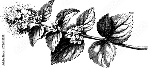Engraved vintage illustration of medicinal mint herb for botanical designs