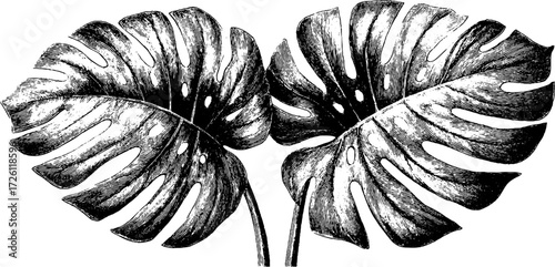 Vintage monstera leaves in engraving style for botanical design