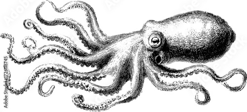 Vintage etching of octopus and squid silhouettes for retro nautical design