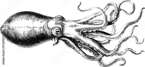 Vintage etching of giant squid and octopus silhouettes for retro design