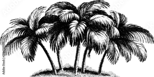 Elegant coconut palm leaves in engraving style for tropical design