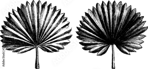 Vintage hand drawn fan palm leaves engraving for botanical design