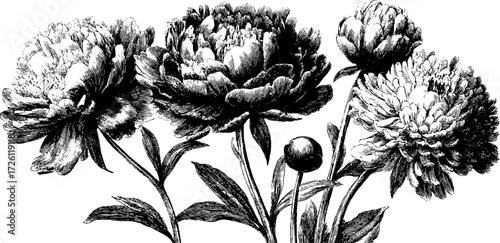 Elegant peonies and chrysanthemums in vintage engraving style for botanical design