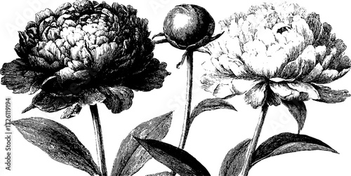 Vintage peonies and chrysanthemums engraving for retro design and decor