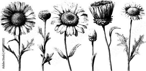 Vintage engraving of poppies and daisies in a field setting for decorative design