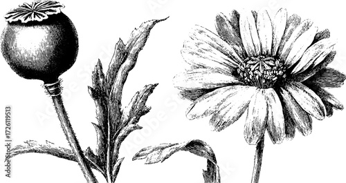 Vintage botanical sketch of poppies and daisies in engraving style for art and design