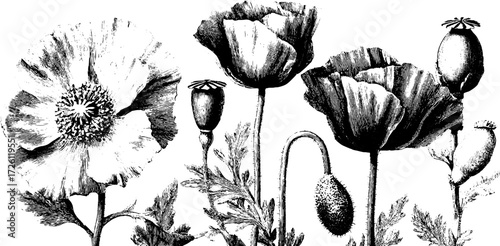 Vintage floral art featuring poppies and daisies hand etched design for prints