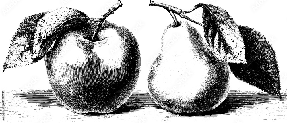 Fototapeta premium Vintage apple and pear illustrations in engraving style for print and design projects