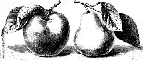 Vintage apple and pear illustrations in engraving style for print and design projects