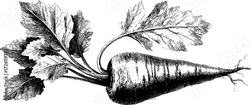 Vintage etched illustration of parsnip root vegetable with detailed leaves for retro design